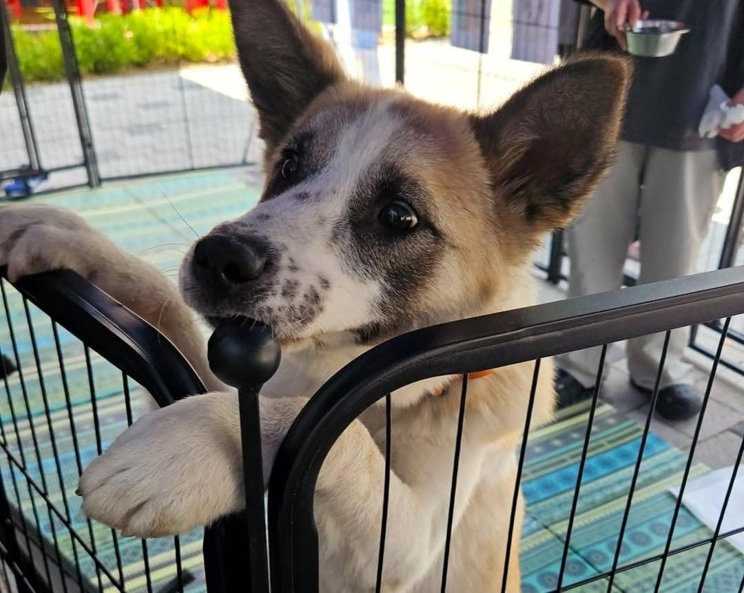 본문 이미지 - 서울동물복지지원센터 동대문에서 5월 한 달간 매주 수요일에 열리는 입양캠페인에 참가한 강아지 '매튜'(동행 제공) ⓒ 뉴스1