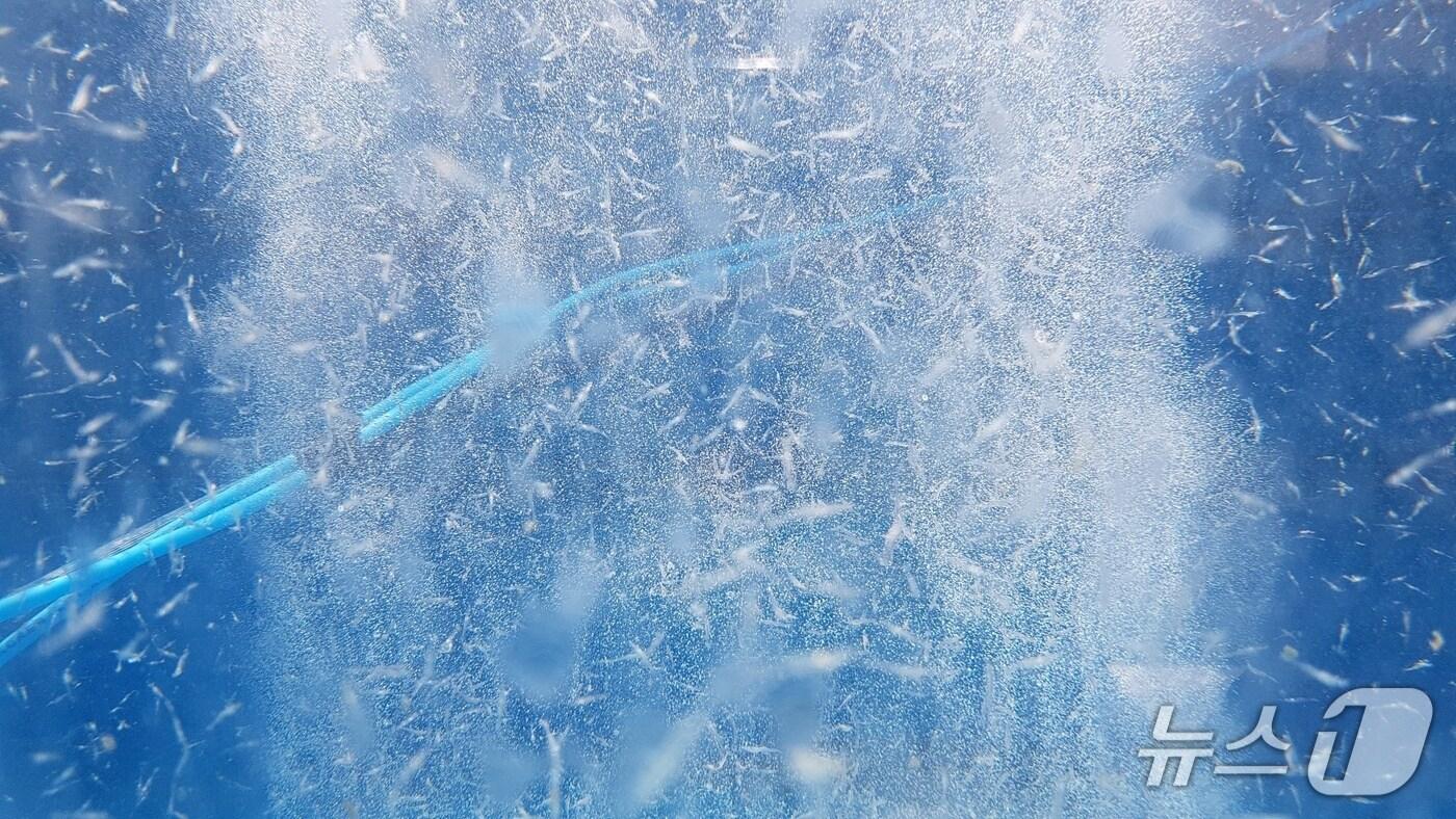 본문 이미지 - 서해안에 방류된 대하 모습. (충남도 제공. 재판매 및 DB금지) / 뉴스1 