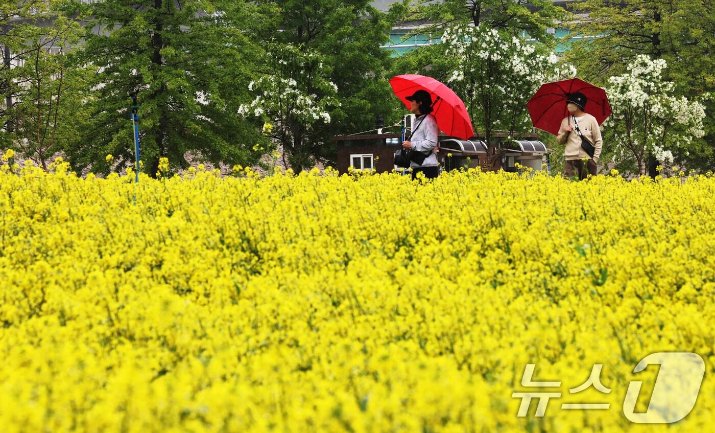 본문 이미지 - 비가 내린 9일 오후 경기 구리한강공원 일대에서 열린 유채꽃 축제를 찾은 시민들이 꽃구경을 하고 있다. 2025.5.9/뉴스1 ⓒ News1 장수영 기자