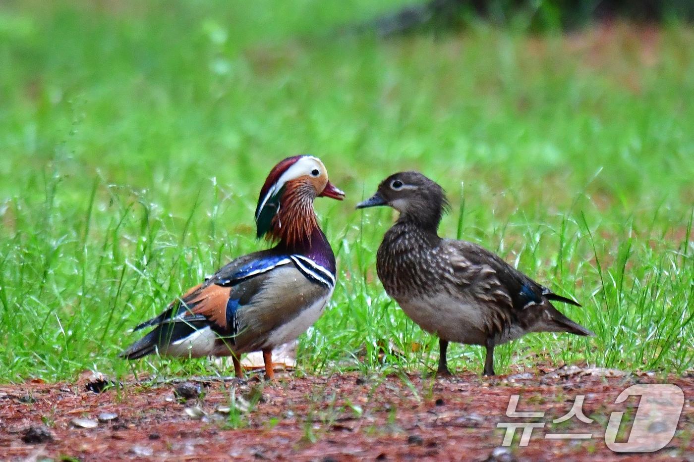 9일 천연기념물 327호인 원앙 한쌍이 경북 경주시 황성공원 숲에서 먹잇감을 찾아 다니고 있다. 2025.5.9/뉴스1 ⓒ News1 최창호 기자