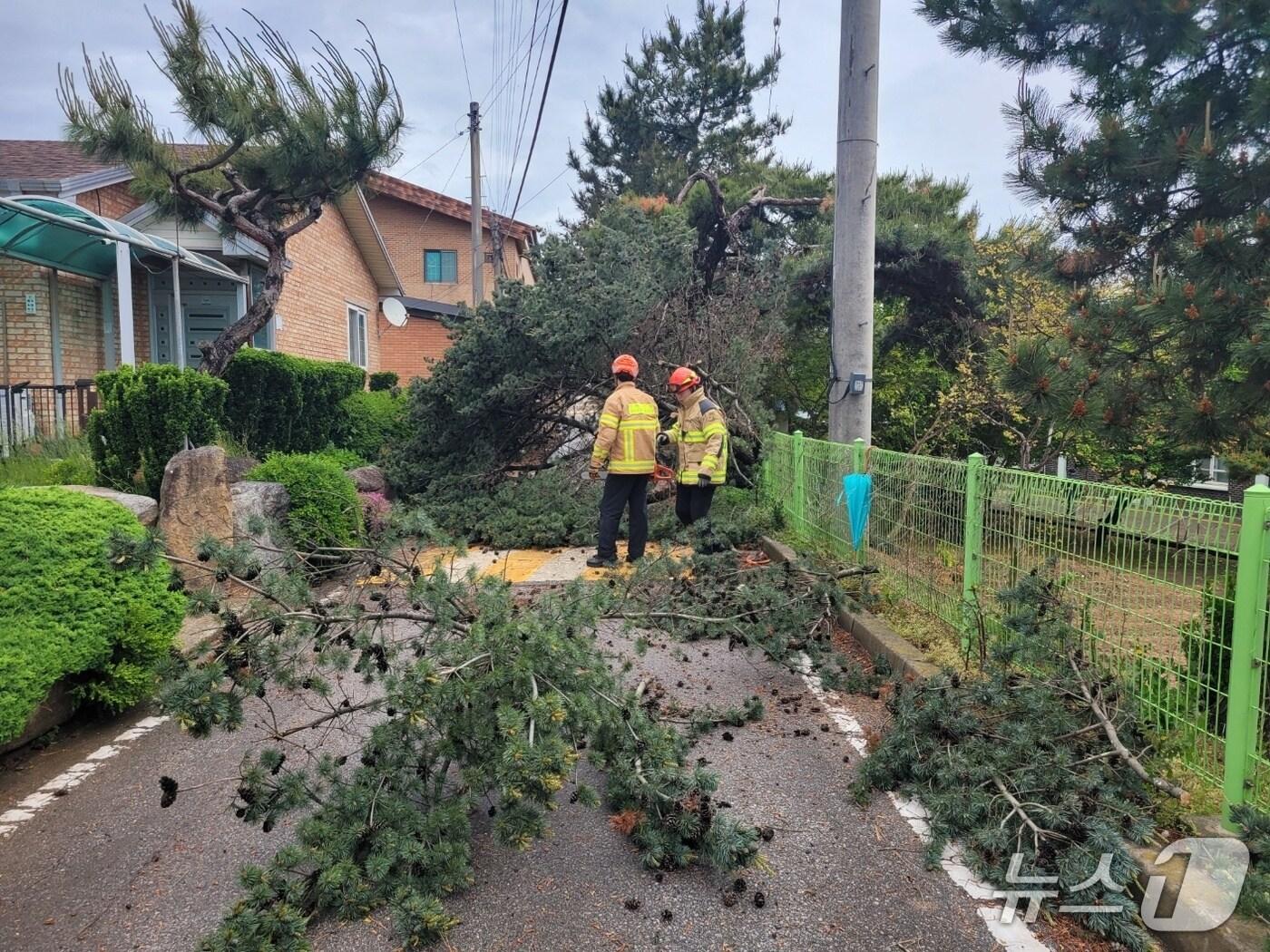 본문 이미지 -  9일 낮 12시 11분께 전북자치도 고창군 대산면에서 강풍으로 인해 나무가 도로 위로 쓰러졌다.(전북소방 제공. 재판매 및 DB금지)