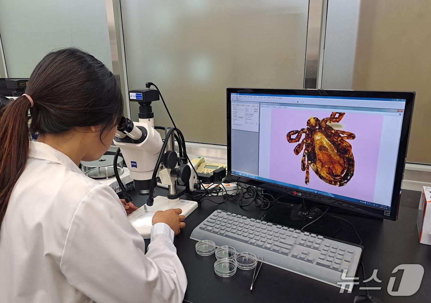 본문 이미지 - 진드기 조사 모습.(전남도 제공. 재판매 및 DB금지) 2025.5.9/뉴스1