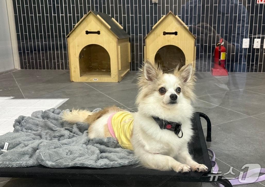 본문 이미지 - 9일 울산 북구 울산반려동물 문화센터 애니언파크에서 만난 유기견 줄리.2025.5.9/뉴스1 ⓒNews1 김지혜 기자