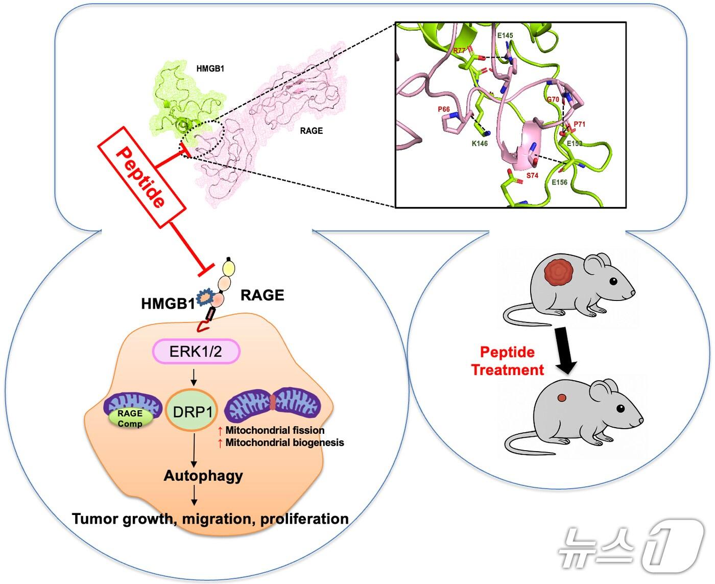 본문 이미지 - 차세대 표적 항암제 후보물질 개발 연구 이미지. (부산대 제공. 재판매 및 DB 금지)