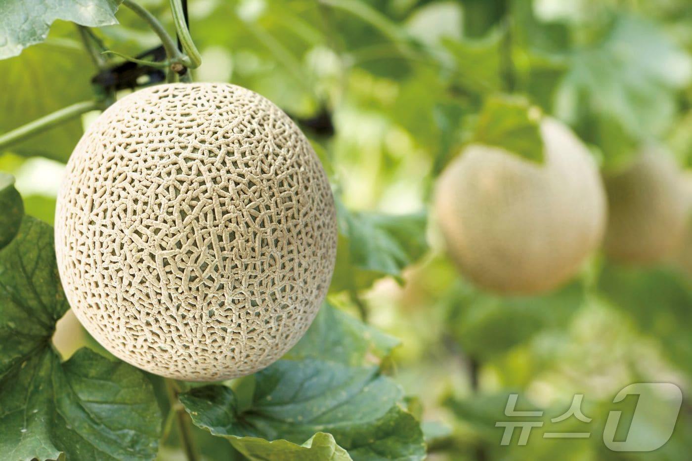 전북 진안군 농업기술센터가 멜론을 시범적으로 양액 재배한 결과 무게 2㎏ 내외, 평균 당도 14brix 이상의 상품과가 생산됐다.&lt;자료사진&gt;/뉴스1