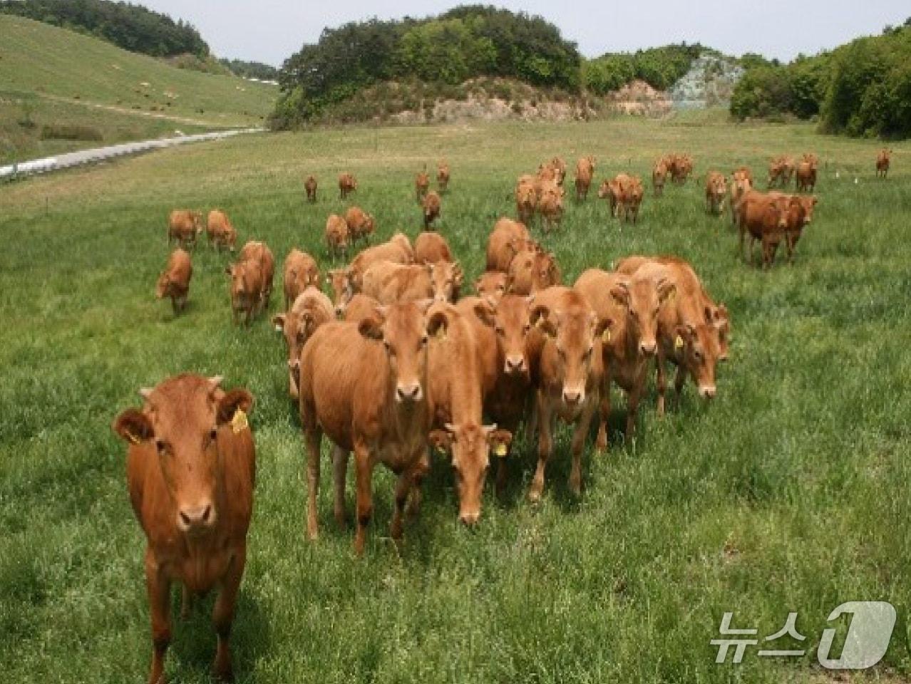 본문 이미지 - 소 사육 자료 사진. &#40;강원특별자치도 제공. 재판매 및 DB제공&#41; 2025.6.1/뉴스1