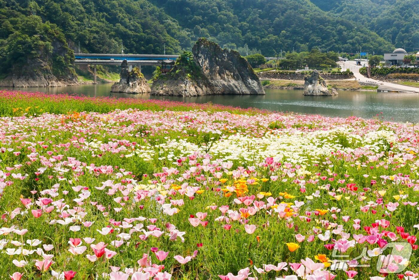  단양군 도담삼봉 인에 핀 대채로운 봄꽃.(단양군 제공, 재판매 및 DB금지)/뉴스1
