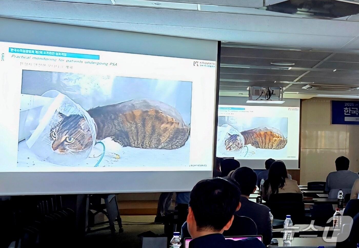 한국수의심장협회 오프라인 심포지엄(KCVS)이 1일 서울 동작구 유한양행 본사에서 열렸다. ⓒ 뉴스1