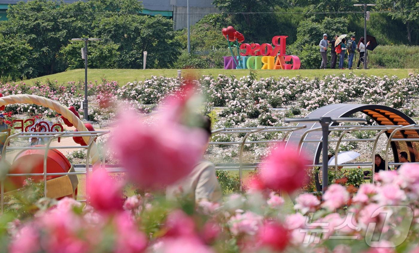 1일 전북 임실군 임실치즈테마파크 장미원에 장미꽃이 만개한 가운데 관광객들이 형형색색의 장미꽃을 보며 즐거운 시간을 보내고 있다. (임실군청 제공. 재판매 및 DB 금지) 2025.6.1/뉴스1 ⓒ News1 유경석 기자