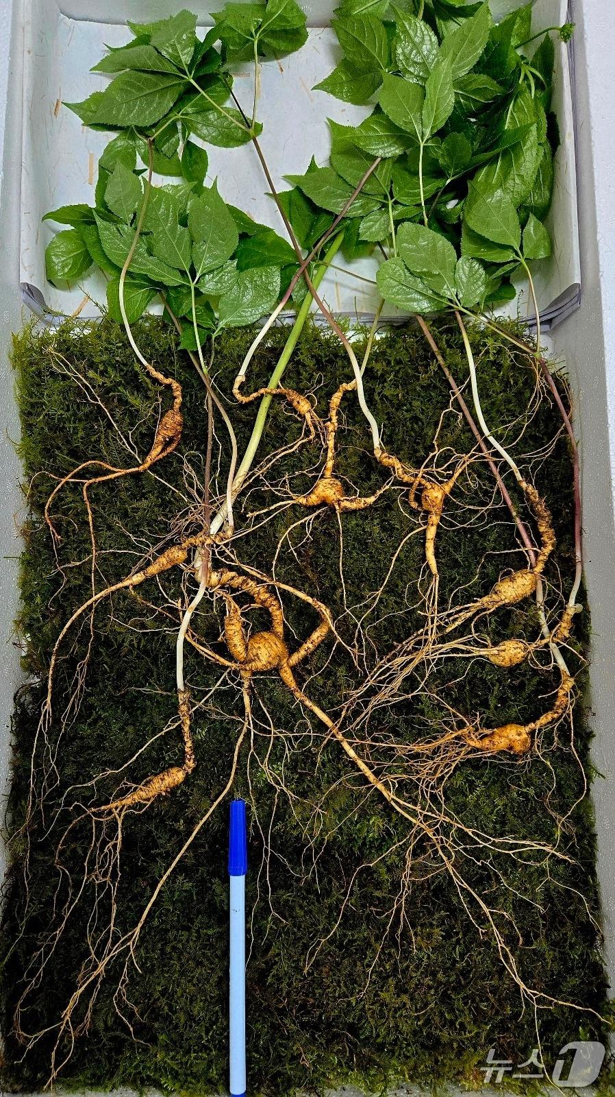 본문 이미지 - 최근 발견된 90년근 이상 천종산삼(한국전통심마니협회 제공. 재판매 및 DB금지).