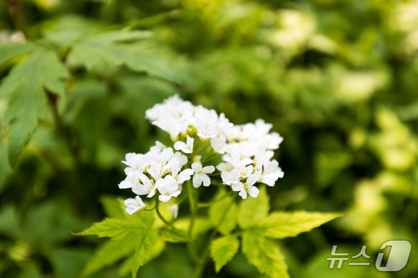 소백산 연화봉 미나리 냉이 야생화.(단양군 제공, 재판매 및 DB금지)/뉴스1 