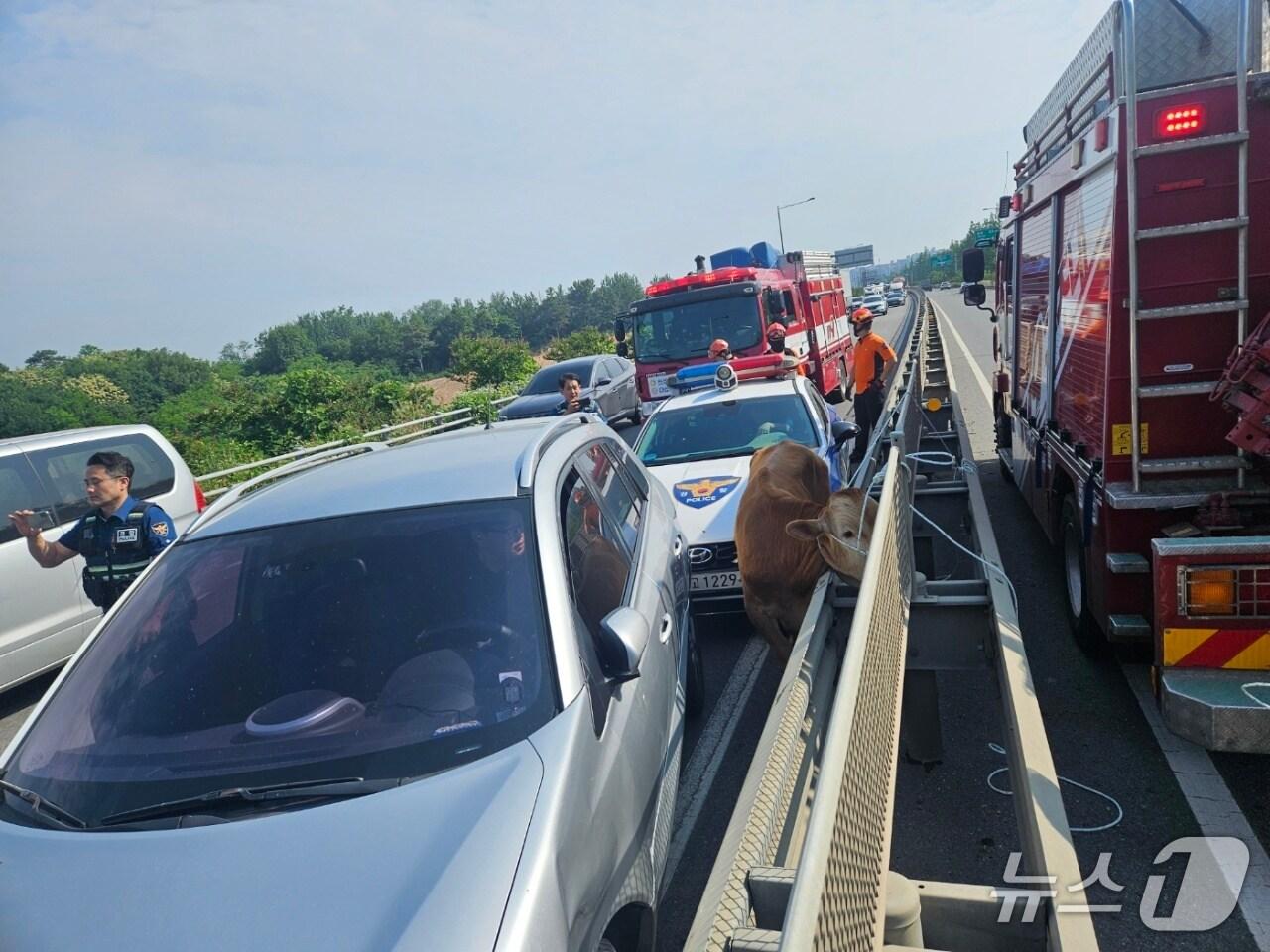 본문 이미지 - 10일 오전 8시 8분쯤 전남 나주시 평산동 신천교차로 인근 도로에서 송아지가 배회해 소방당국이 포획에 나서고 있다.(전남 나주소방 제공. 재판매 및 DB 금지)