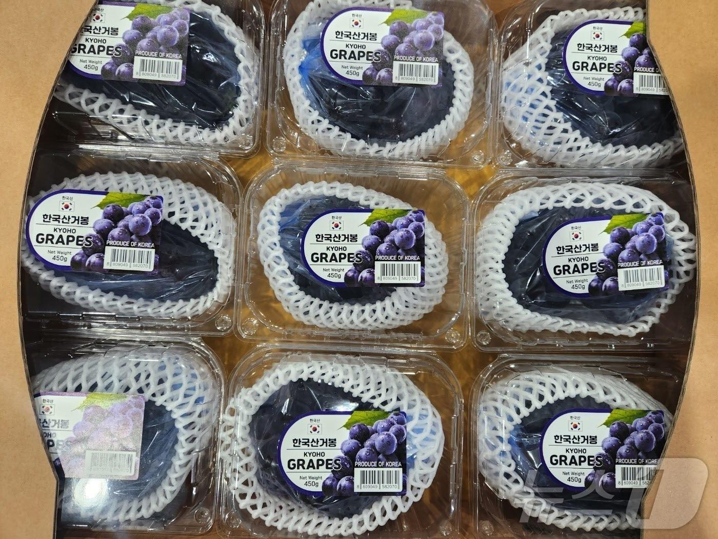 본문 이미지 - 경북도는 10일 올해 ㈜자연농업 김천지점을 통해 거봉 포도 200kg을 말레이시아로 첫 수출을 시작 했다. ⓒ News1 김대벽기자