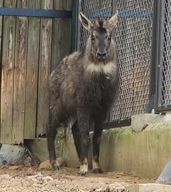 본문 이미지 - 반입 산양 개체 &#40;서울대공원 제공&#41;