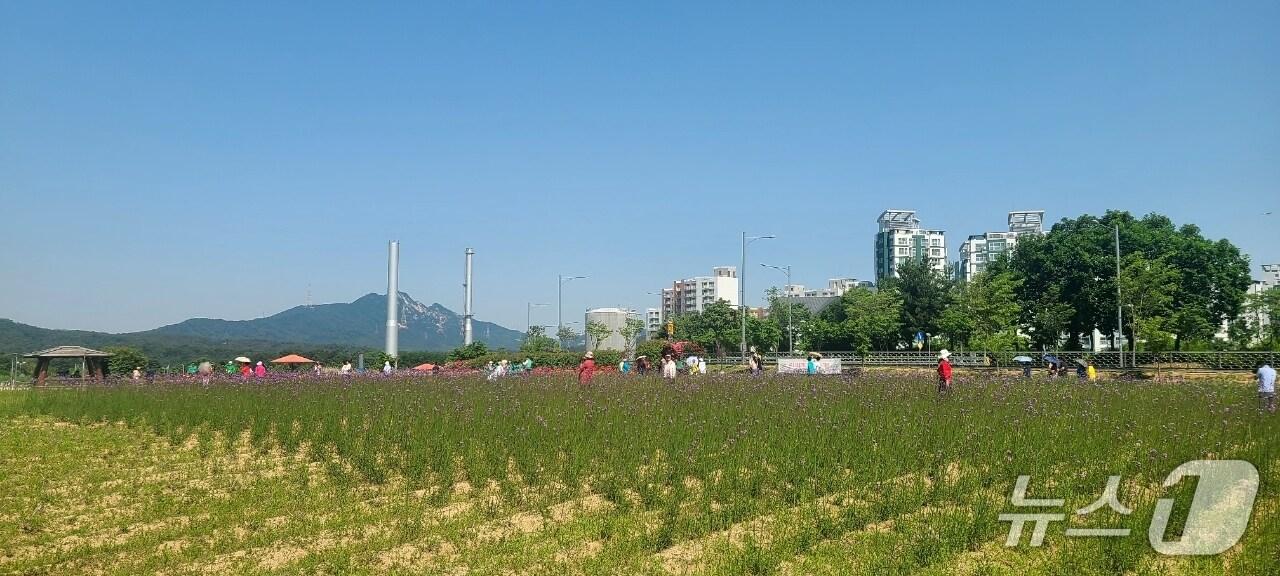 본문 이미지 - 경기 양주 나리농원 일대. (양주시 제공. 재판매 및 DB금지) 2025.6.11/뉴스1