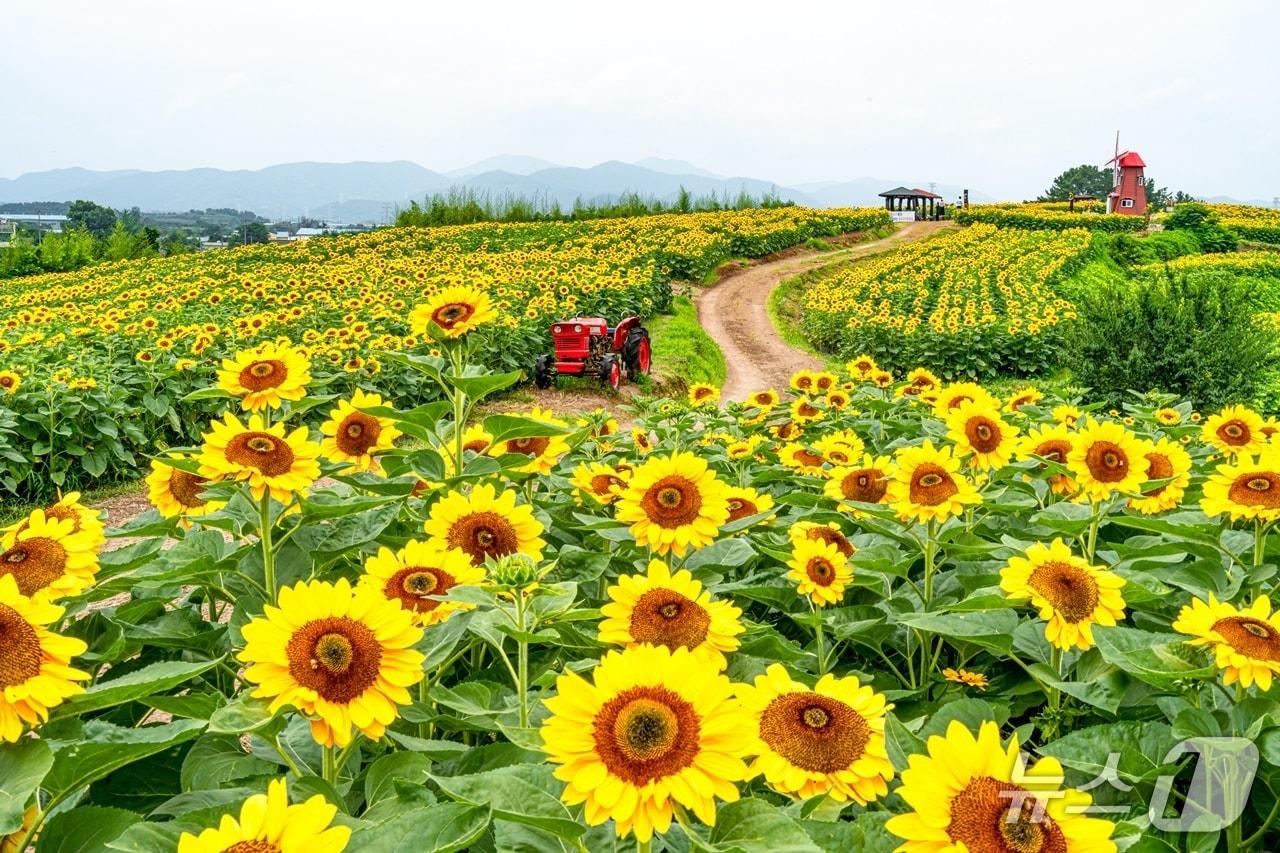 본문 이미지 - 함안 강주해바라기 축제장(함안군 제공. 재판매 및 DB금지).