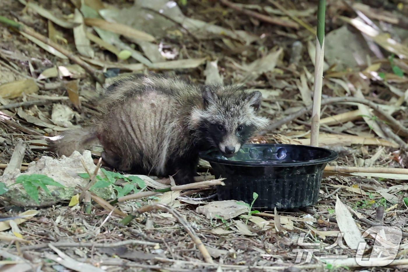 너구리.&#40;위 사진은 본 기사와 무관함&#41;2025.6.11/뉴스1 ⓒ News1 이승현 기자