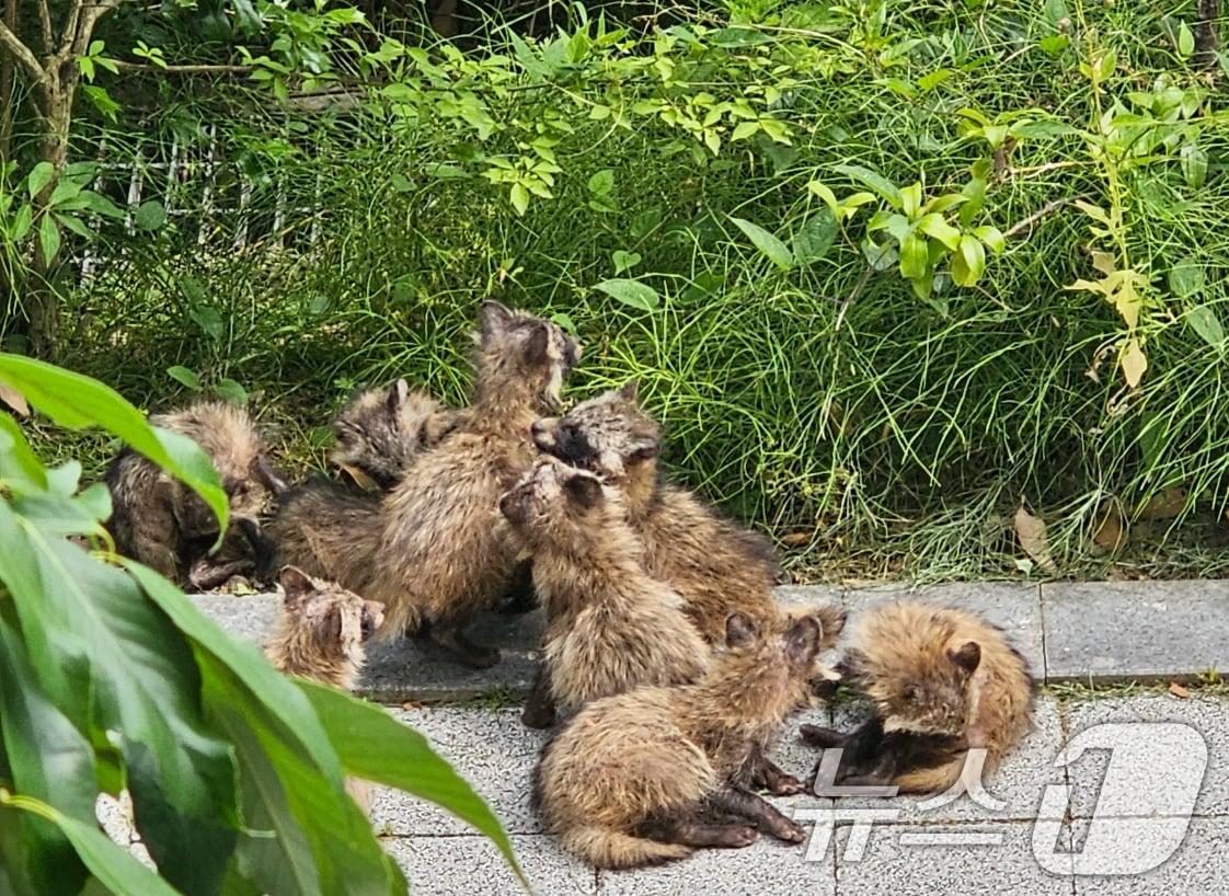 본문 이미지 - 광주 광산구 장덕동 한 아파트 단지에서 발견된 새끼 너구리 무리의 모습. &#40;독자제공. 재판매 및 DB 금지&#41; 2025.6.11/뉴스1 