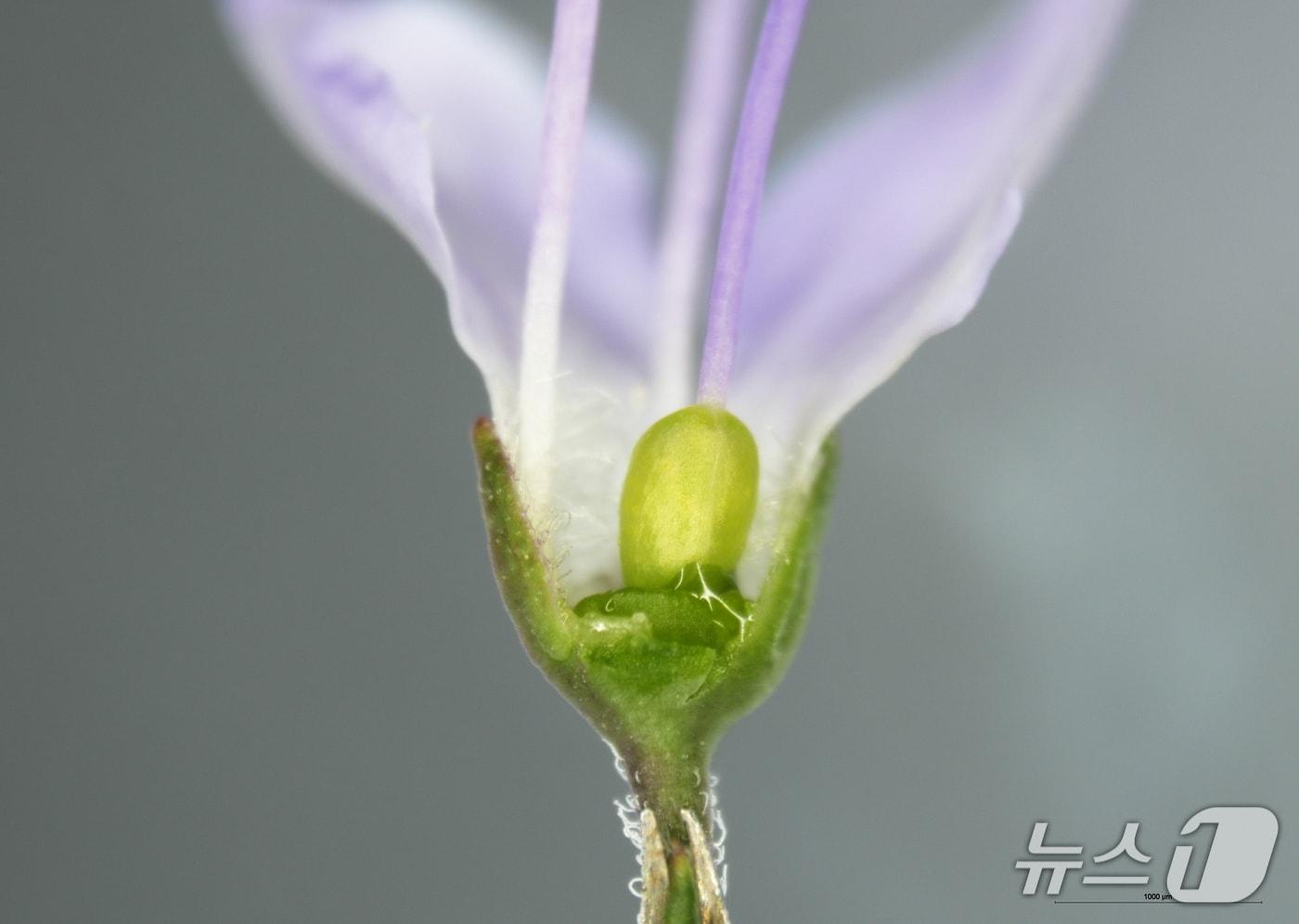 산꼬리풀꽃 꽃받침에 고여있는 꽃꿀 모습(산림청 국립산림과학원 제공.재판매 및 DB금지)/뉴스1
