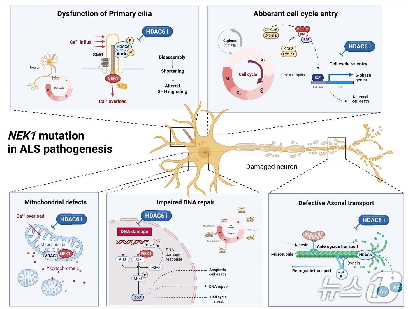본문 이미지 -  근위축성 측삭경화증의 발병 기전에서 NEK1 돌연변이가 미치는 영향 (한국연구재단 제공) /뉴스1