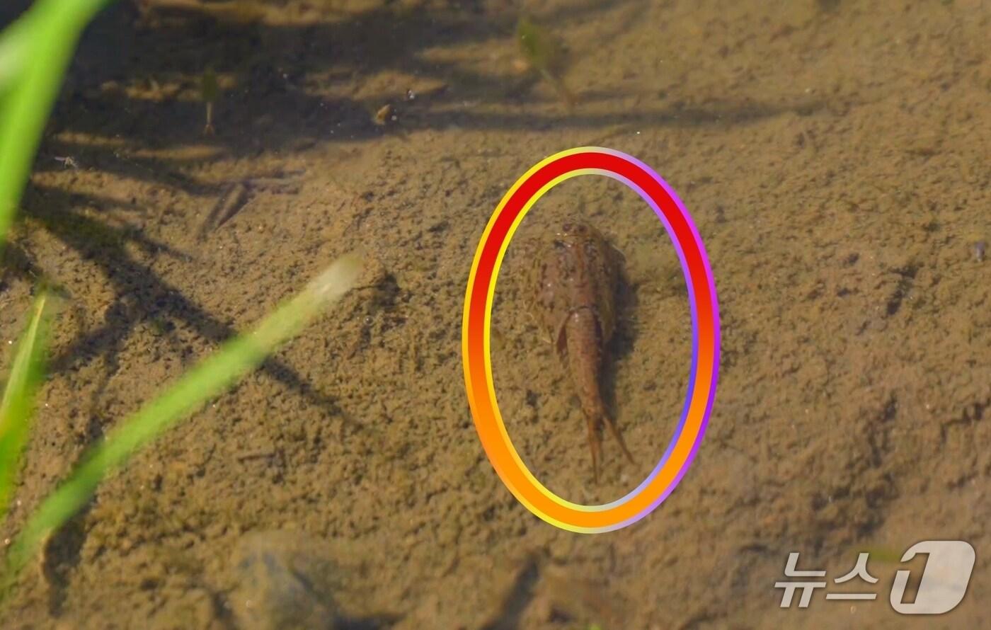 괴산군 감물면 오성리 일대 친환경 논에서 긴꼬리투구새우가 집단 서식 중인 모습이 확인됐다.&#40;괴산군 제공, 재판매 및 DB금지&#41;/뉴스1