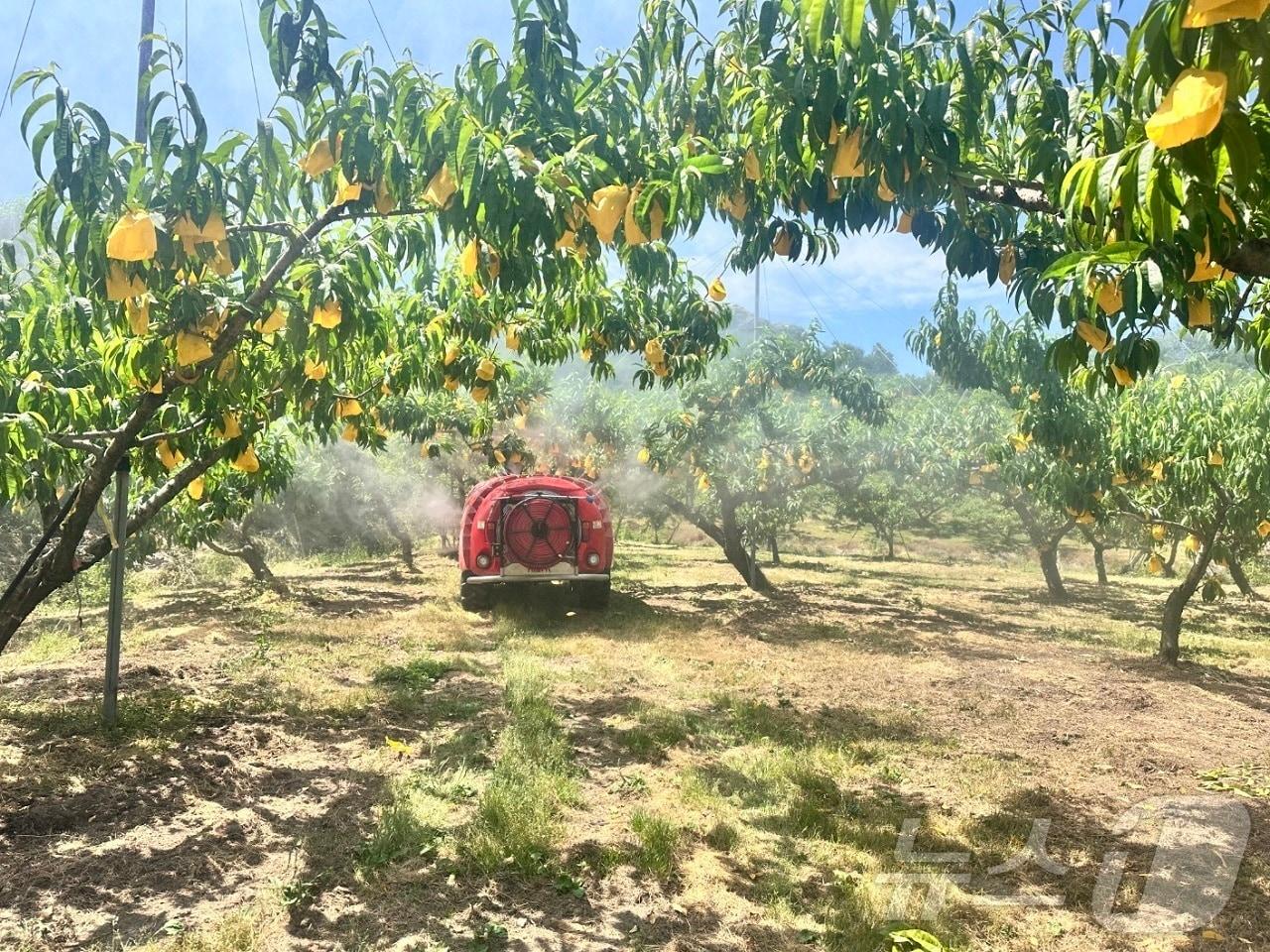 본문 이미지 - 전남 순천시가 복숭아 탄저병 확산 방지를 위해 약제를 살포하고 있다.(순천시 제공. 재판매 및 DB 금지)