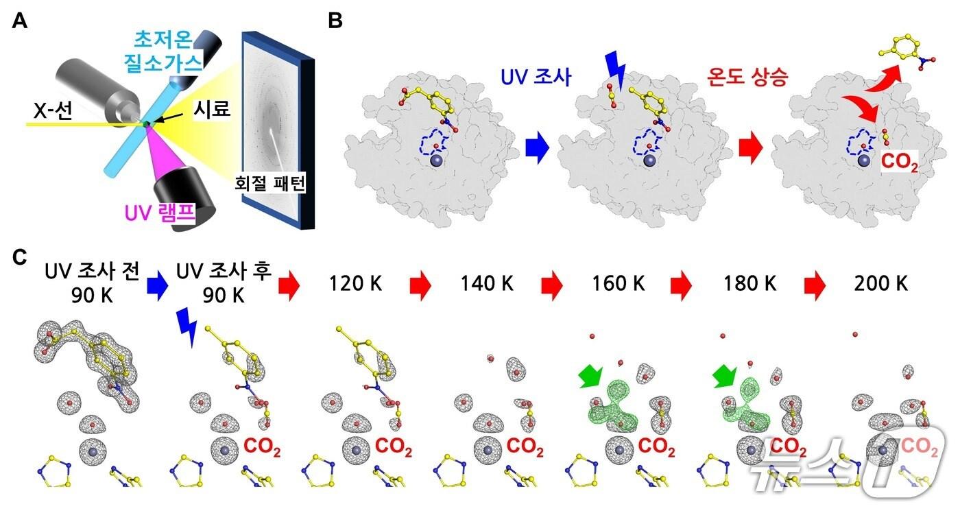 실험 설계와 과정 및 효소의 구조 변화. (UNIST 제공. 재판매 및 DB 금지) /뉴스1