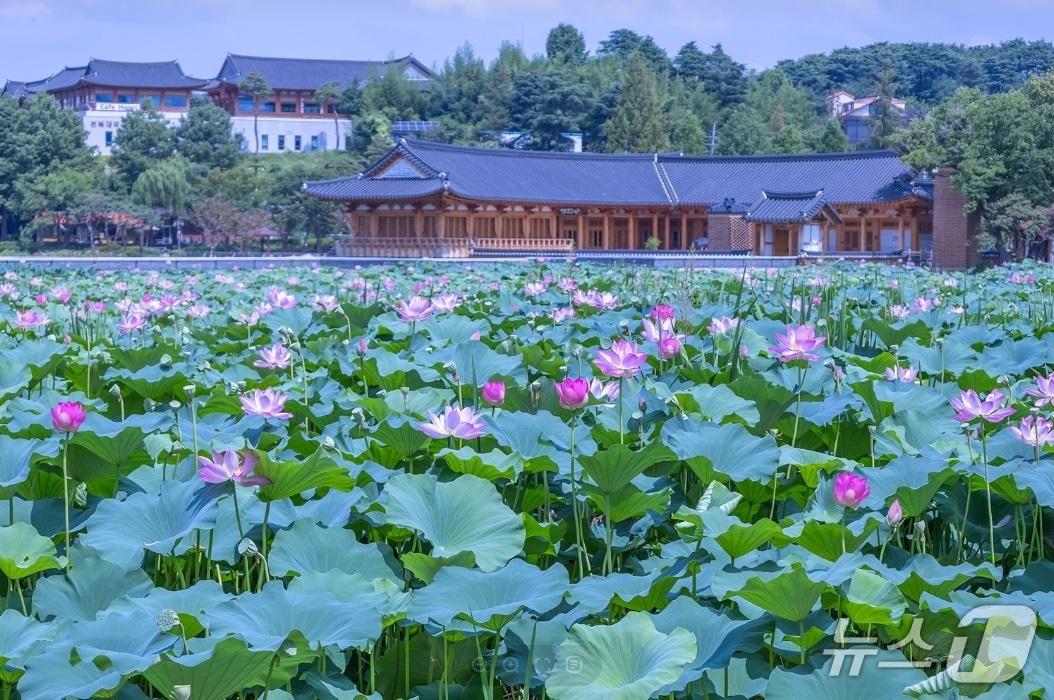 본문 이미지 - 전주시는 덕진공원 호수에 대한 1차 수질개선 사업을 마치고 2차 사업을 추진하고 있다.&#40;전주시 제공. 재판매 및 DB금지&#41;2025.6.12/뉴스1