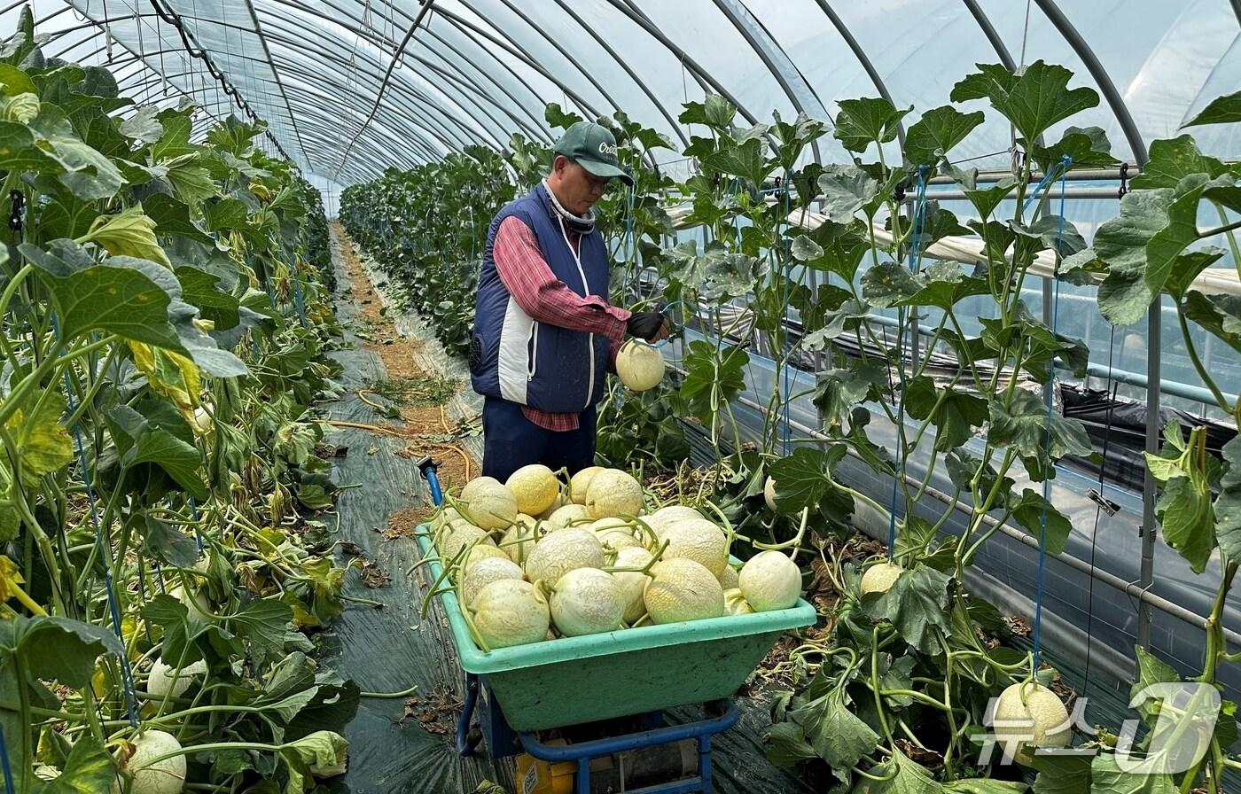 충북 진천군이 2022년부터 전국 독점으로 생산하는 '허니짱 멜론'이 출하를 시작했다.(진천군 제공, 재판매 및 DB금지)/뉴스1