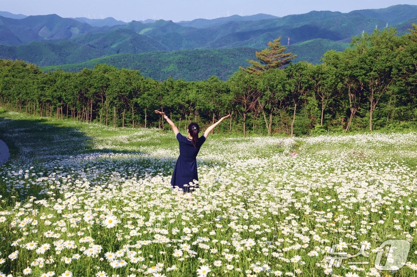 하이원리조트 야생화 군락지 풍경&#40;강원랜드 제공&#41;