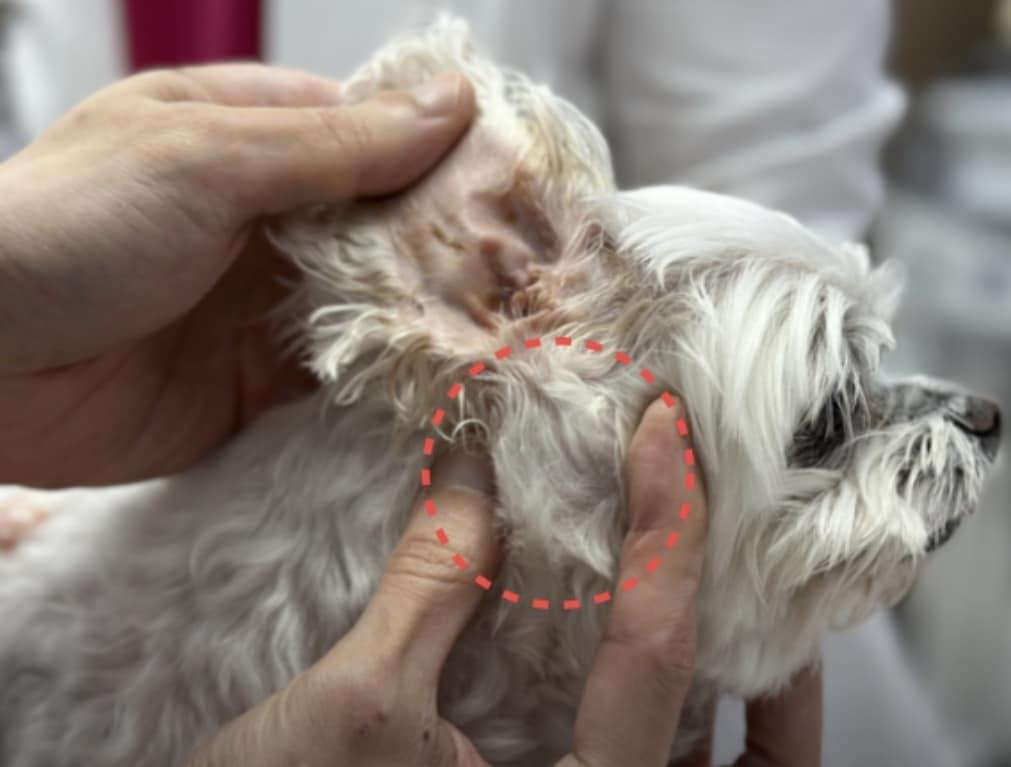 본문 이미지 - 귀 염증으로 귀 주변이 단단하게 부어오른 상태였던 민트(SD동물의료센터 제공) ⓒ 뉴스1