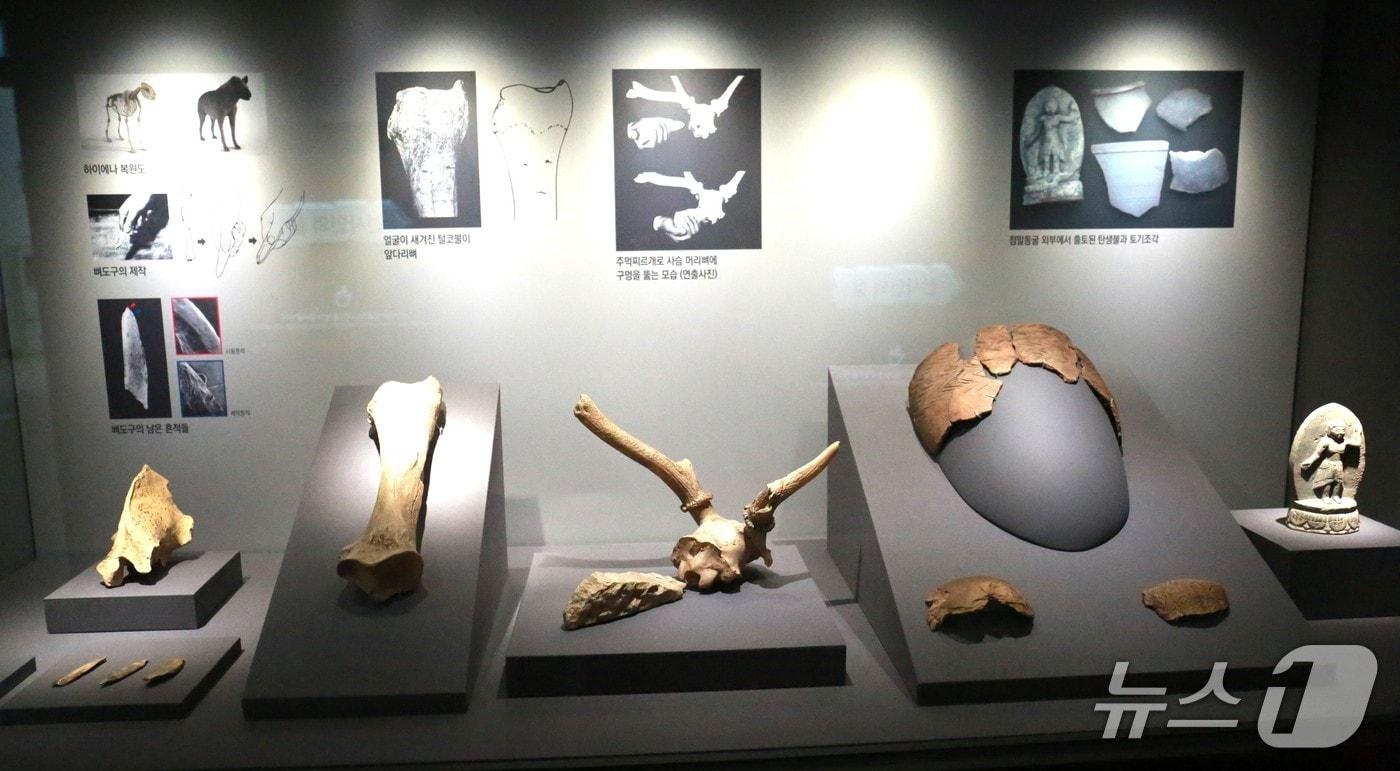 지난 10일 개관한 제천 구석기시대 동굴유적을 체험할 수 있는 점말동굴유적체험관. 체험관 내부에 전시된 '모형 동물뼈'.2025.6.13./뉴스1 ⓒ News1 손도언 기자