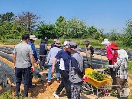본문 이미지 - 정읍시  ‘귀농귀촌 워킹홀리데이’에 참여한 귀농귀촌인들이 영농체험을 하고 았다.&#40;정읍시 제공, 재판매 및 DB금지&#41;