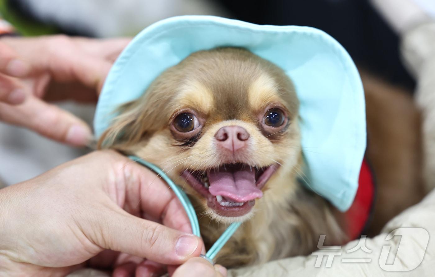 13일 서울 강서구 코엑스 마곡에서 열린 '2025 케이펫페어'에서 관람객들이 반려견에게 여름모자를 씌워주고 있다. 이번 전시회에는 반려동물 사료, 용품 등 121개사가 참가해 약 250부스 규모로 오는 15일까지 진행된다. 2025.6.13/뉴스1 ⓒ News1 김도우 기자