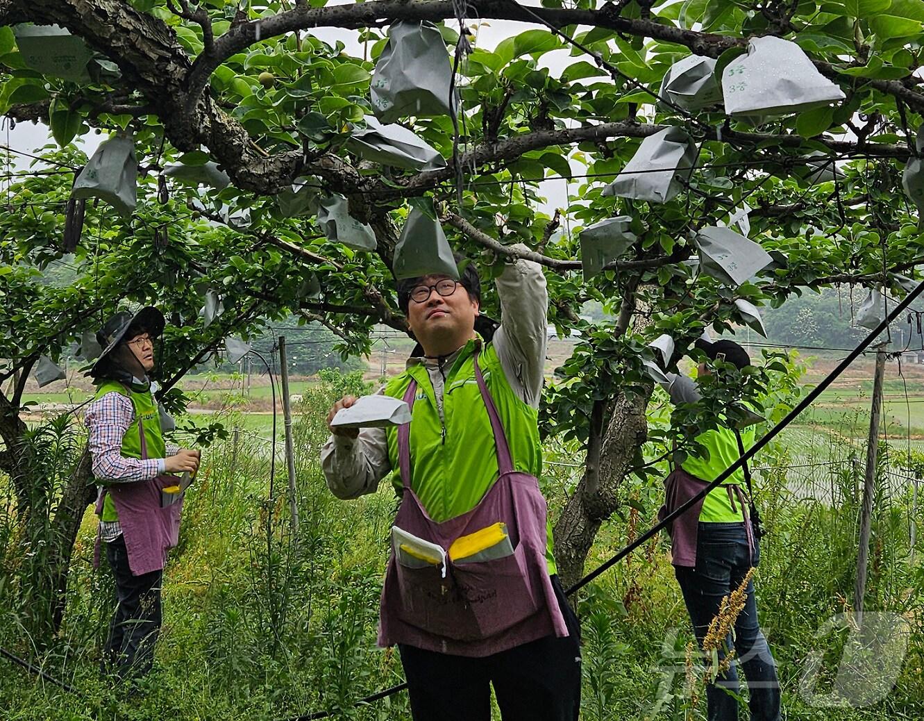 본문 이미지 - 기사 이해를 돕기 위한 농가 일손돕기 자료 사진으로 기사 내용과 직접 관련 없음.  (재판매 및 DB금지)/뉴스1