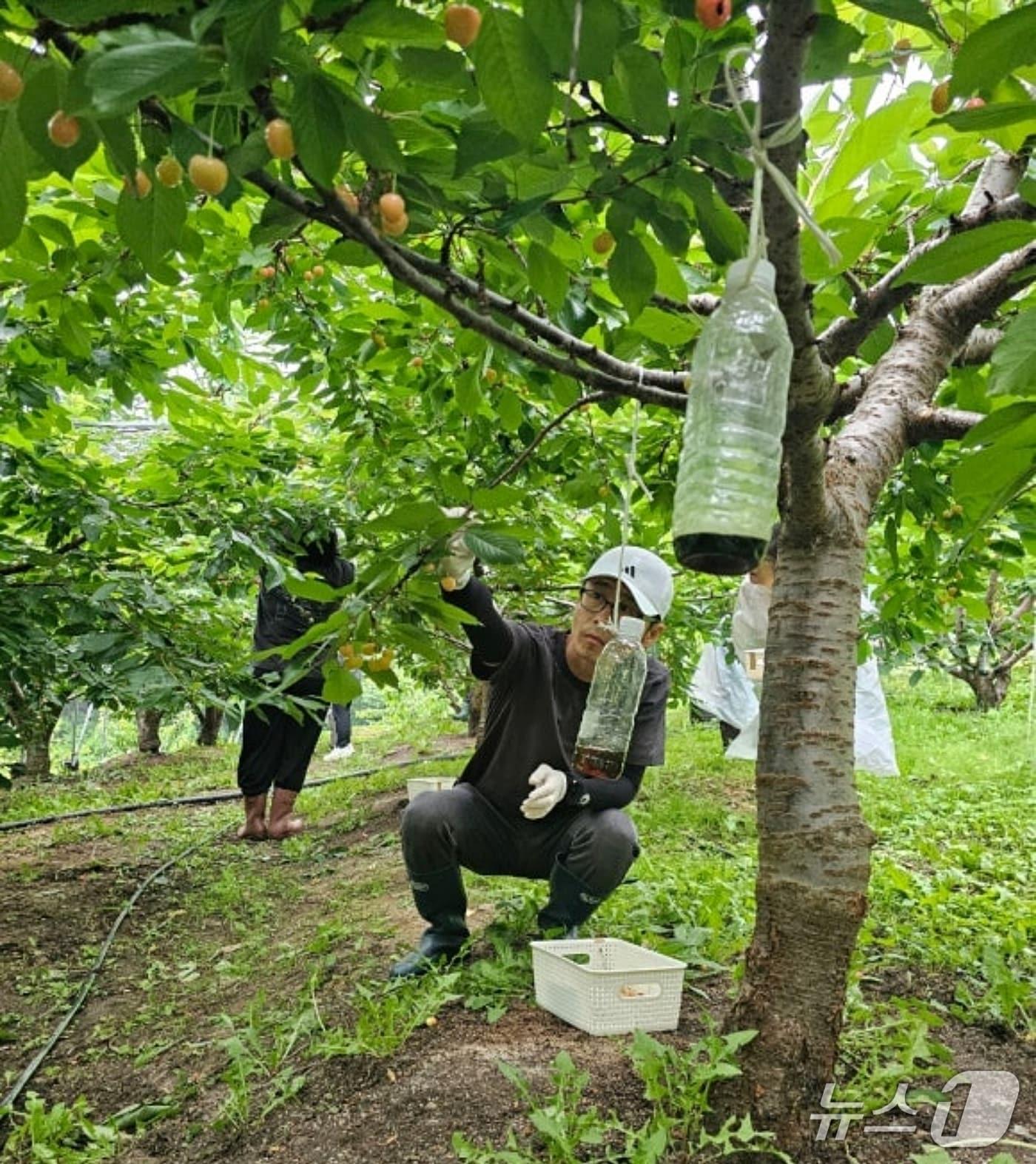 본문 이미지 - 충북 증평군농업기술센터가 14일 주말을 반납한 전 직원과 함께 체리 재배 농가를 찾아 현장 교육을 진행했다.(증평군 제공, 재판매 및 DB금지)/뉴스1