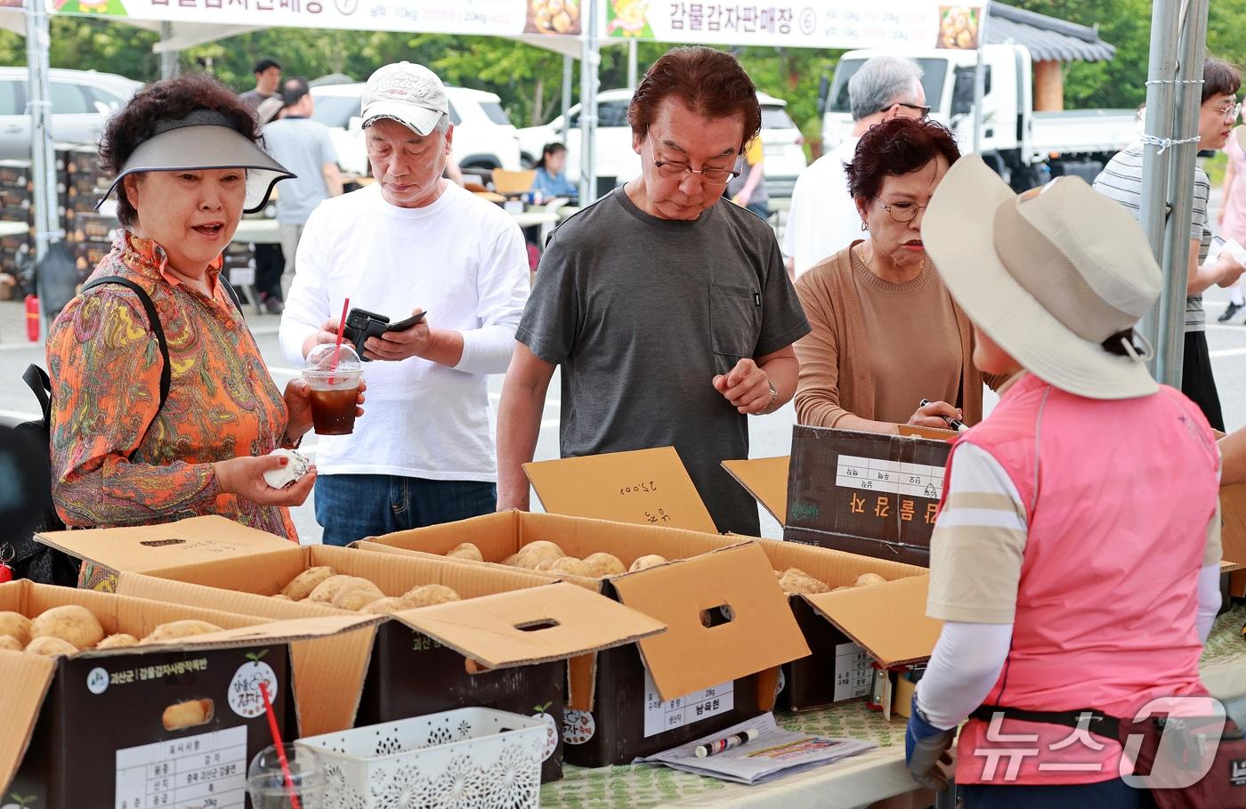 충북 괴산군 감물면에서 지난 13일부터 15일까지 열린 감물감자축제를 찾은 방문객이 구매할 감자를 둘러보고 있다.(괴산군 제공, 재판매 및 DB금지)/뉴스1