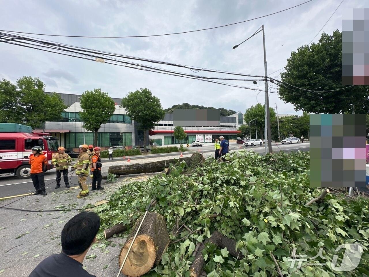본문 이미지 - 광주 북구 양산동 한 도로에 쓰러진 가로수를 소방당국과 북구청 공무원들이 조치를 취하고 있는 모습.(광주 북구 제공. 재판매 및 DB금지) 2025.6.15/뉴스1