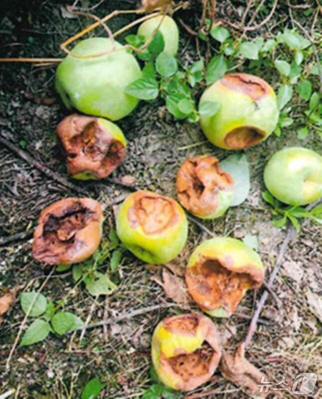 본문 이미지 -  16일 충북 충주시는 야생동물에 농작물 피해를 본 농가에 최대 500만 원을 준다고 밝혔다.(충주시 제공. 재판매 및 DB금지)/뉴스1