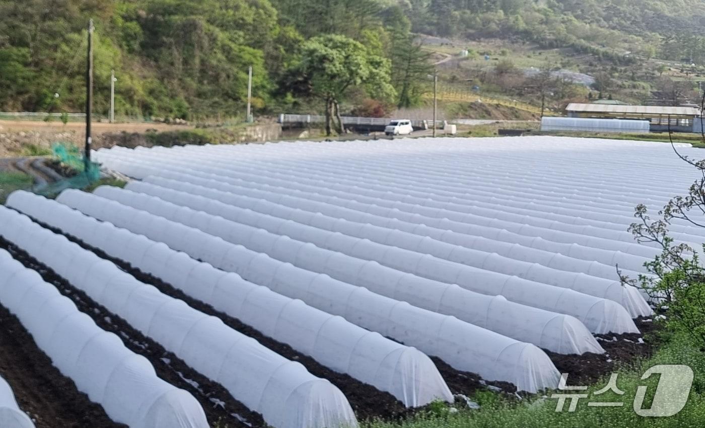 충북 괴산군이 이상기후에 따른 농업피해를 최소화하기 위해 시범사업을 시행한 &#39;고추 부직포 막 덮기 재배기술&#39; 사업 현장 모습.&#40;괴산군 제공, 재판매 및 DB금지&#41;/뉴스1