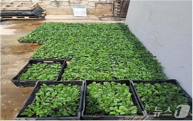 본문 이미지 - 강원 영월군 사회적경제기업 화이통이 최근 영월군 산솔면에 지역 경관조성을 위해 기증한 눈개쑥부쟁이. (영월군 제공. 재판매 및 DB금지) 2025.6.16/뉴스1