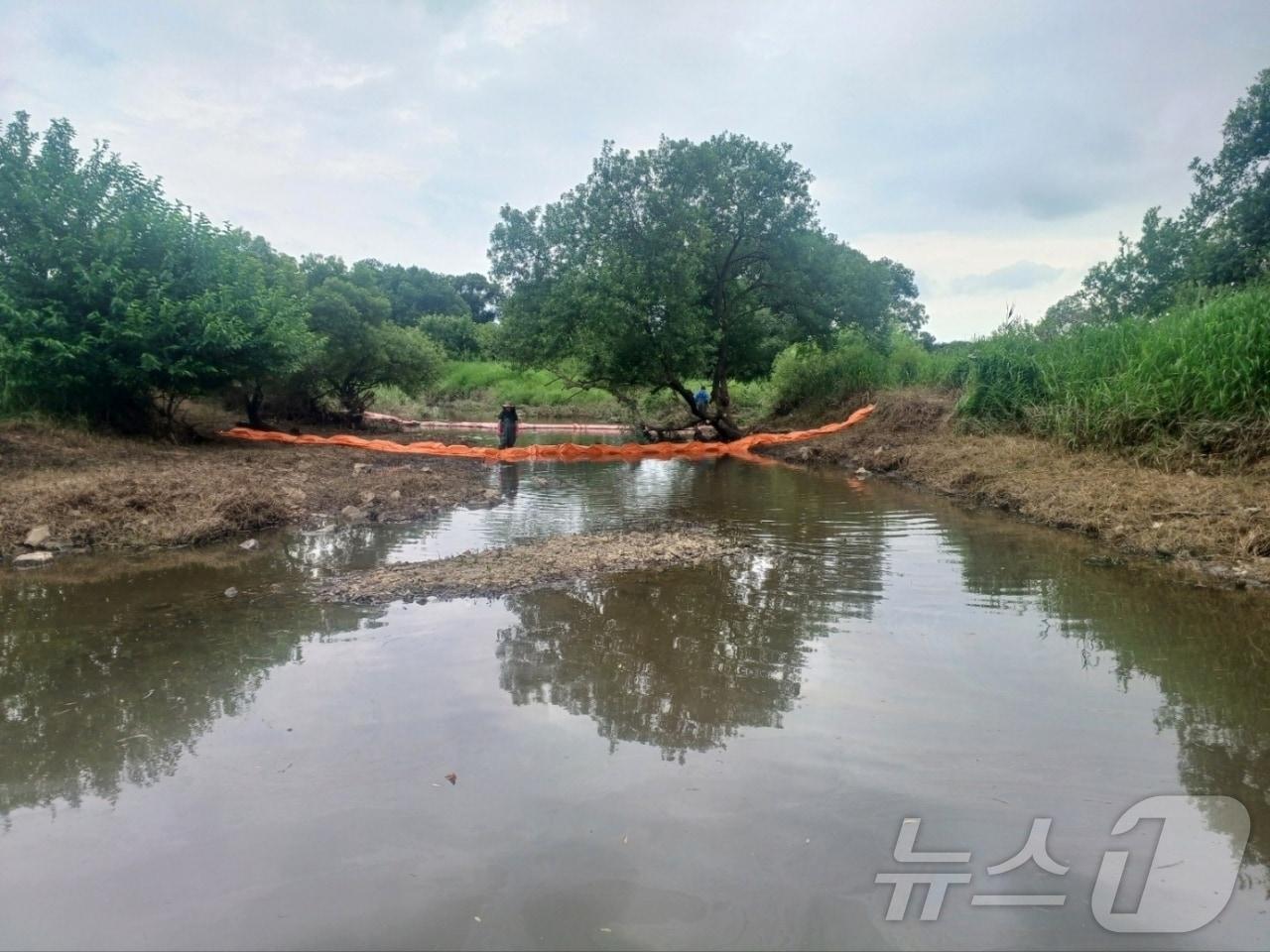 본문 이미지 - 광주 광산구 금호타이어 광주공장 인근에 화재 오염수가 흘러들어 까맣게 변한 황룡강 일대의 모습.&#40;광주 광산구 제공. 재판매 및 DB 금지&#41; 2025.6.16/뉴스1 ⓒ News1
