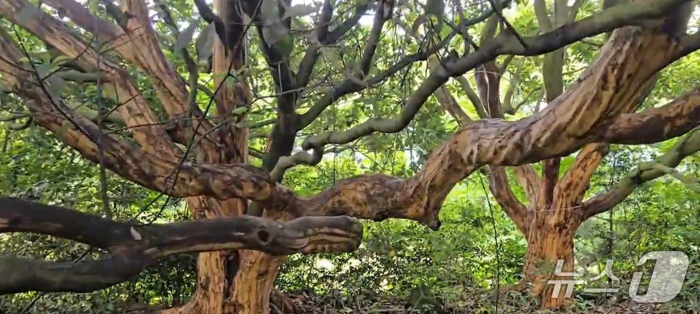  제주의 한 임야에서 껍질이 벗겨진 후박나무 수십그루가 확인됐다.(제주자연의 벗 제공. 재판매 및 DB 금지)/뉴스1
