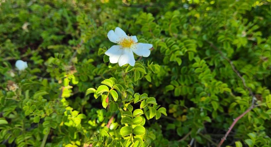 본문 이미지 - 제주찔레(국립해양생물관 제공) /뉴스1 