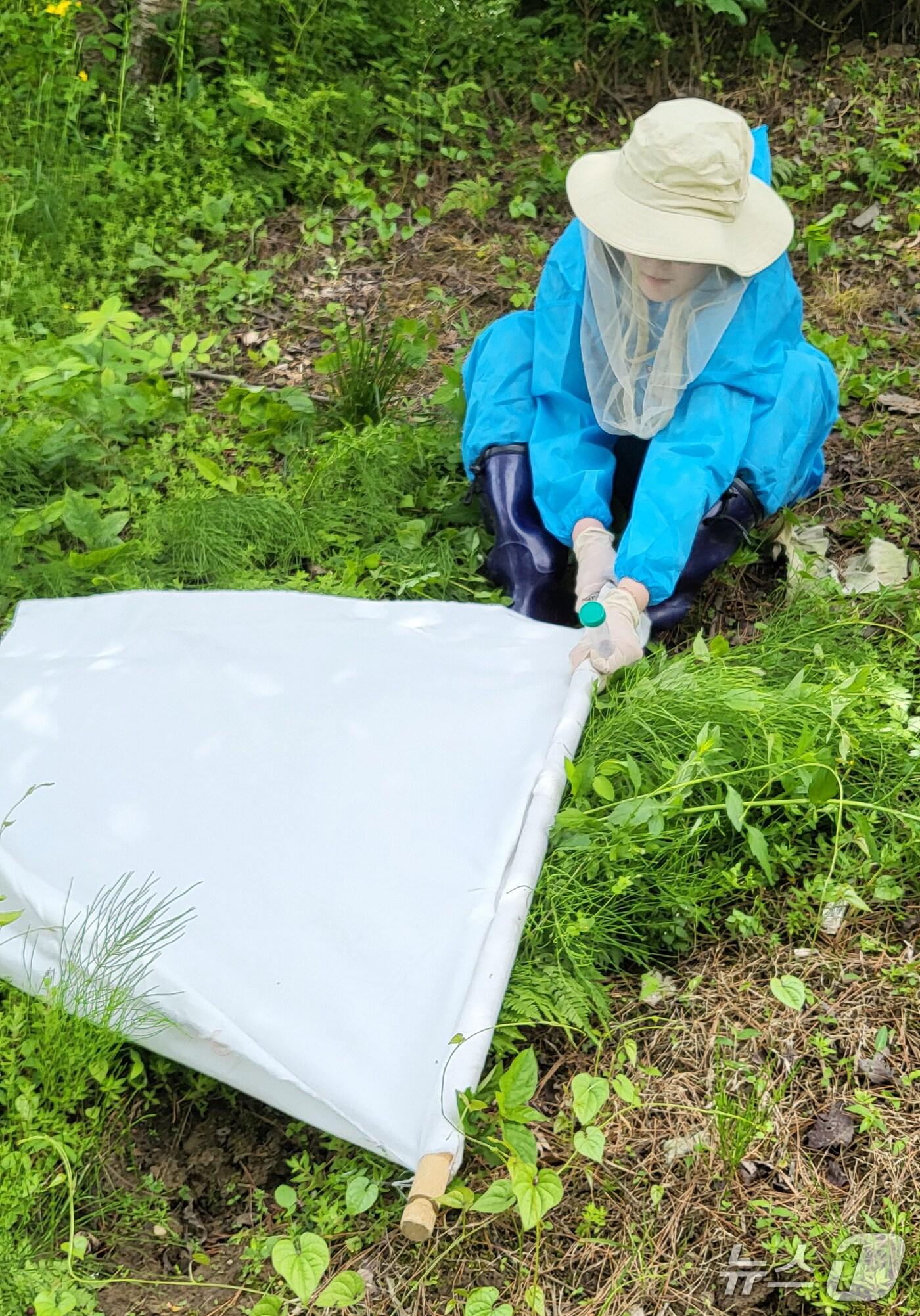 본문 이미지 - 충북보건환경연구원 진드기 채집(충북도 제공. 재판매 및 DB금지)