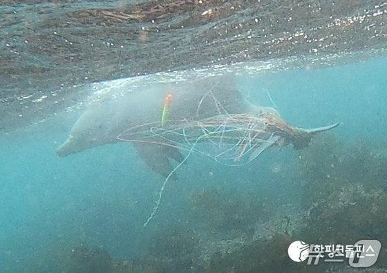 본문 이미지 - 지난 5월 14일 낚시줄에 걸린 종달이의 마지막 수중 촬영 모습.(핫핑크돌핀스 제공. 재판매 및 DB 금지)/뉴스1