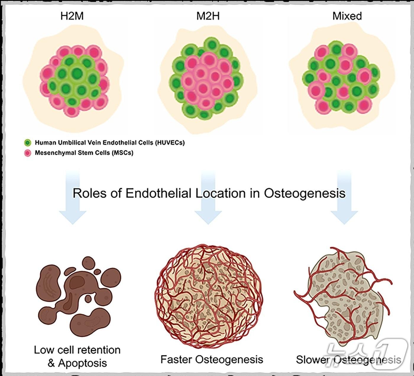 본문 이미지 -  한국교통대학교 연구팀이 혈관 내피세포 위치가 뼈 재생에 미치는 영향을 규명해 눈길을 끌고 있다.(교통대 제공. 재판매 및 DB금지)/뉴스1