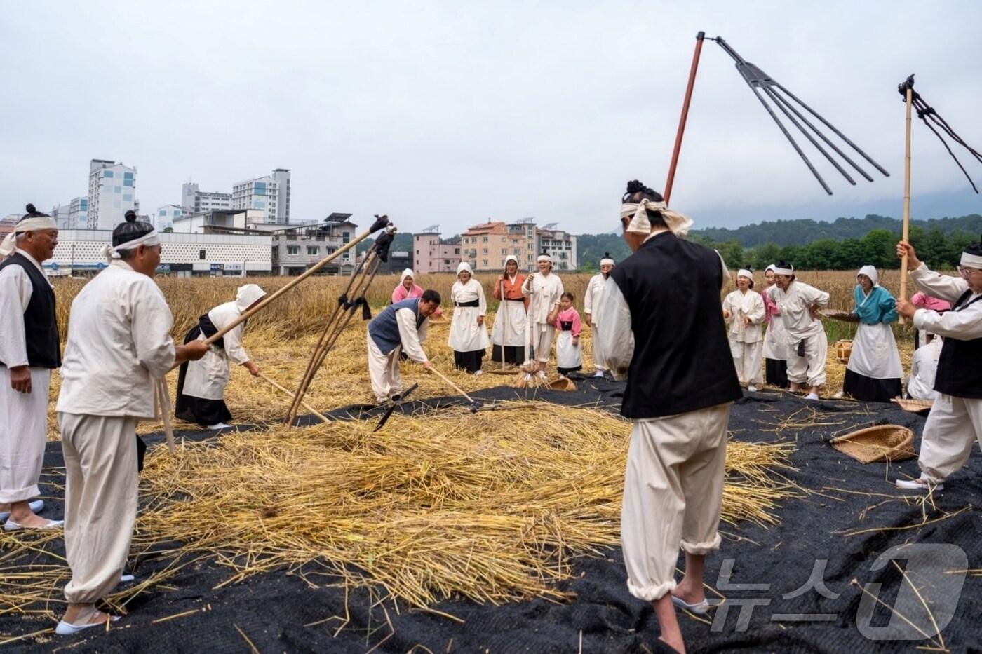 충북 증평군은 17일 증평읍 송산리 송산초등학교 설립 예정 터 일원에서 지역 어린이와 마을 주민 등 100여 명이 참여한 가운데 전통 보리타작 체험 행사를 진행했다.(증평군 제공, 재판매 및 DB금지).2025.06.17/뉴스1 ⓒ News1 이성기 기자