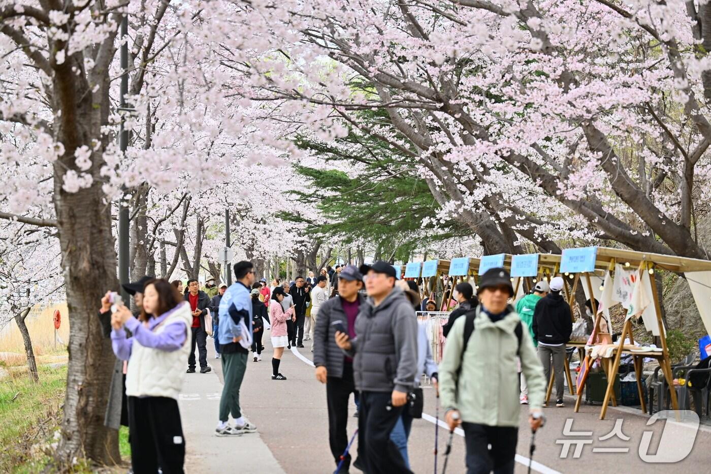 지난 4월 12~13일 강원 속초 영랑호 벚꽃축제 당시 모습.&#40;속초시 제공, 재판매 및 DB 금지&#41; 2025.6.17/뉴스1