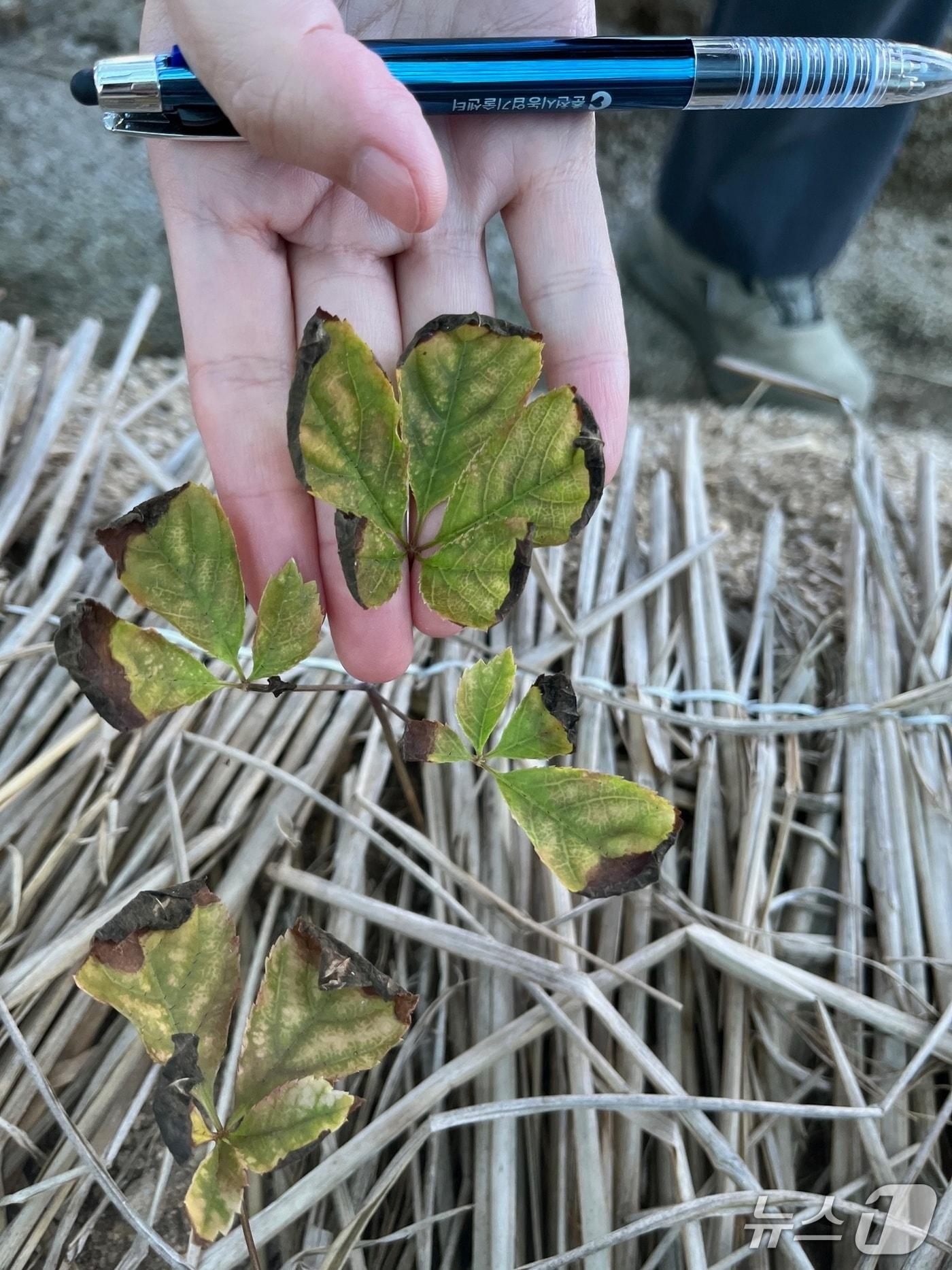 본문 이미지 - 인삼 고온피해 증상.&#40;강원농업기술원 제공, 재판매 및 DB금지&#41;